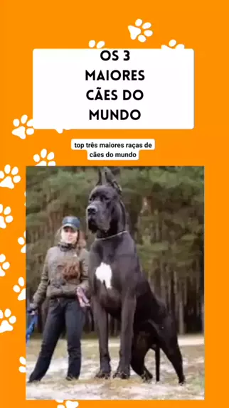 Saiba qual é o maior cachorro do mundo