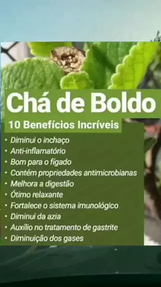 os benef cios do ch do boldo Discover