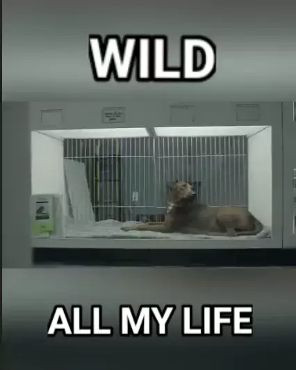 WILD - All My Life (Legendado) 