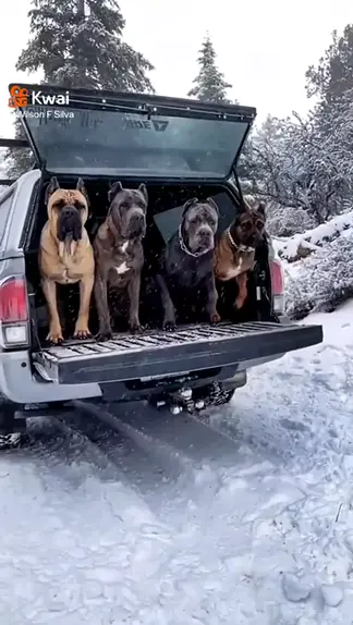 Fila Brasileiro: Personalidade, Fotos, Filhotes, Preço e mais