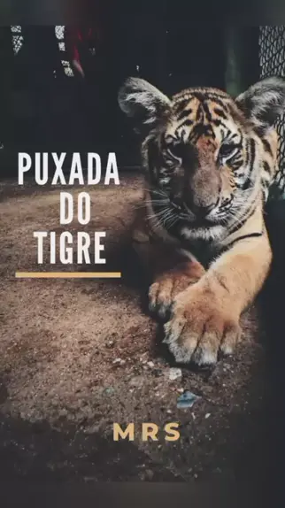 Cuidado com o Tigre #raiamsantos #ruyter #jogodotigre