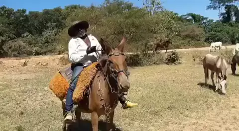 cavalo pulando no pantanal nhecoladia