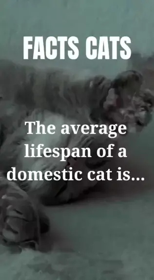 Average life of hot sale a domestic cat