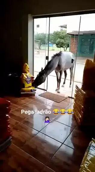 Abatedouro clandestino vendia carne de cavalo como sendo de boi em Viana