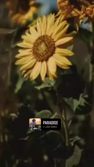Paradise – música e letra de João Torres