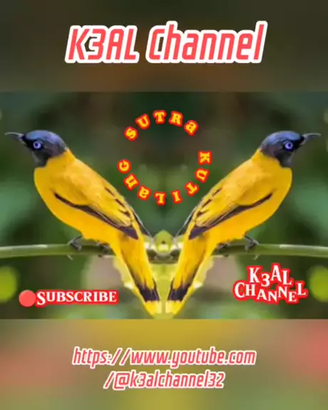 Suara Burung Kutilang Sutra Https Youtube Co Kwai