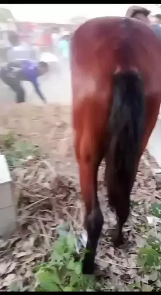 Reação de cavalo no enterro do dono comove internautas 