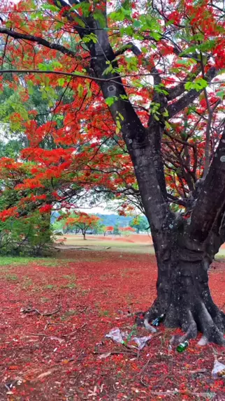 🌐 A gigantesca árvore milenar cortada por ser inacreditável