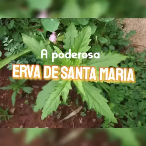 Coleira Natural Erva de Santa Maria e Neem – Antipulgas e