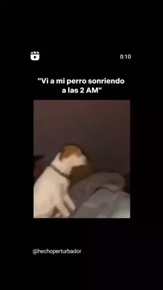 perro sonriendo meme