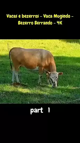 vaca mugindo