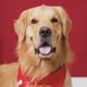 GoldenFrederico