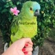 ROSILENE（MÃE DA NINA 🦜）