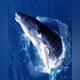 The Whale Planet