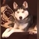 Adorable Animals