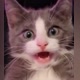 Cat land