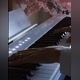 The Piano BOY