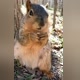 Backyard Squirrel