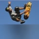 skateboards