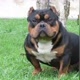Charles.dog