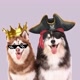 Irmaos Husky