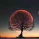 choe nari9734