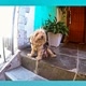Dog Nicholau