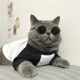 Mania de gatos 🤪😻
