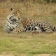 Pantanal Explorer