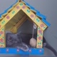 Gatinhos Carinhosos Brasil