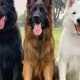 Pastor Alemão Eu Amo 🐕‍🦺