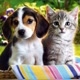💗🌳🐾MEU PET🐾🌴💗