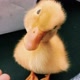Patonilda🦆