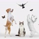 ＠pets e outros animais 🙏🙏