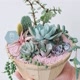 Vasos Suculentas Plantas