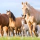 tudo cavalos