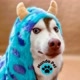Mundo Pet