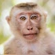 Selva_Obscura