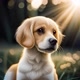 Pawssibilities