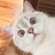 Animais Pets