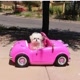Pets Love 2023