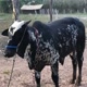 Barroso