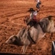 Rodeio raiz