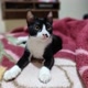 Lola-gatinha