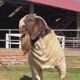 boer_capril