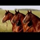 RANCHO  EDL