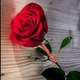 statu_s8137