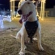 Naruto bull terrier!