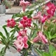 Quintaldasrosas9