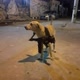 guerra dos animais